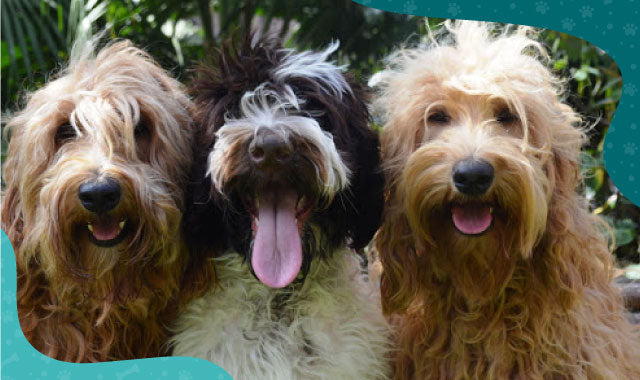 son aussiedoodle los perros mas inteligentes