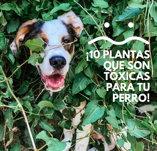 que plantas toxicas para los perros