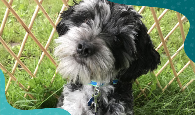 Schnocker - Oh My Dog - Oh My Dog