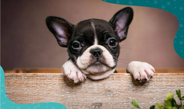 Frenchton - Oh My Dog - Oh My Dog