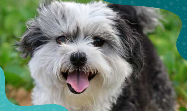 Mal-shi -Oh My Dog - Oh My Dog