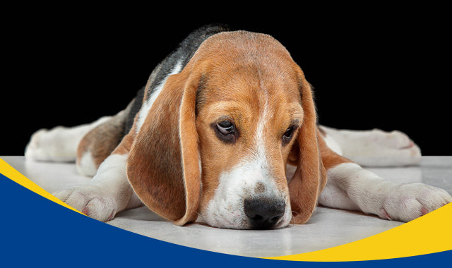 ¿El olor de la orina de tu perrito es muy fuerte? Esto puede tener distintas causas.