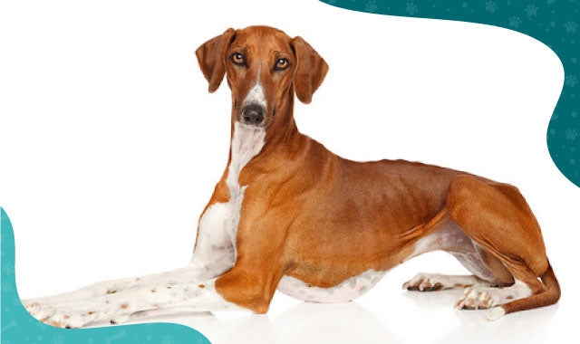 Azawakh - Oh My Dog - Oh My Dog