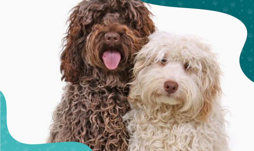 Cockapoo - Oh My Dog - Oh My Dog