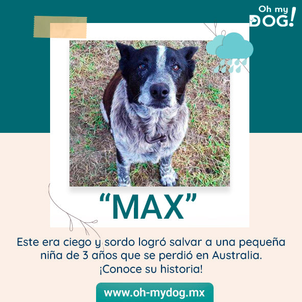 Max, el perro sordo y ciego que ayudó a rescatar a una niña