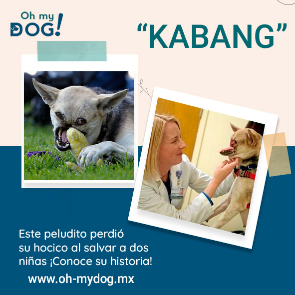 Kabang, perrita que perdió su hocico por salvar la vida de 2 niñas - Oh My Dog