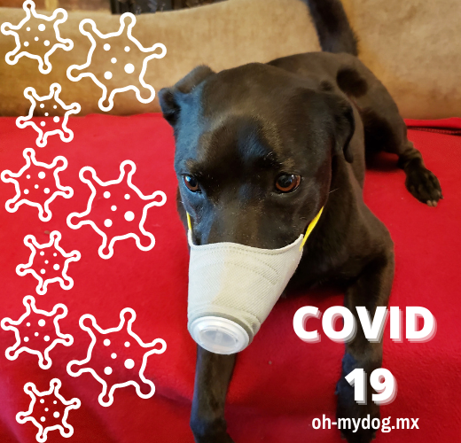¿Pueden los perros morir de COVID-19?