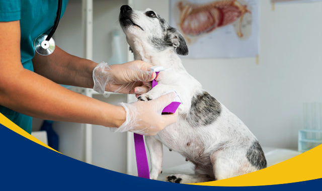 6 Tips para mantener un espacio limpio en tu veterinaria