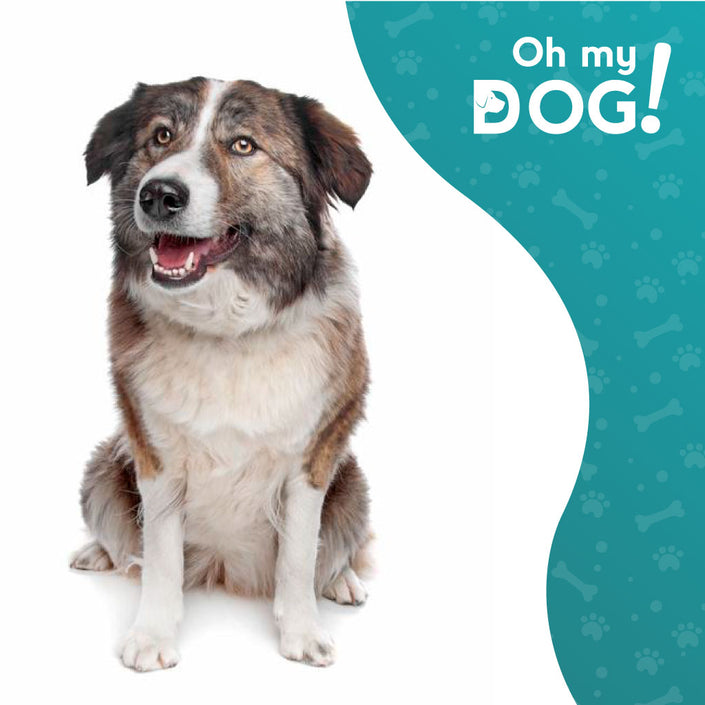 Aïdi - Oh My Dog - Oh My Dog