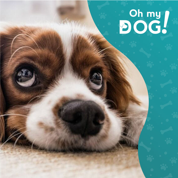 ¿Qué es Leptospirosis Canina? - Oh My Dog