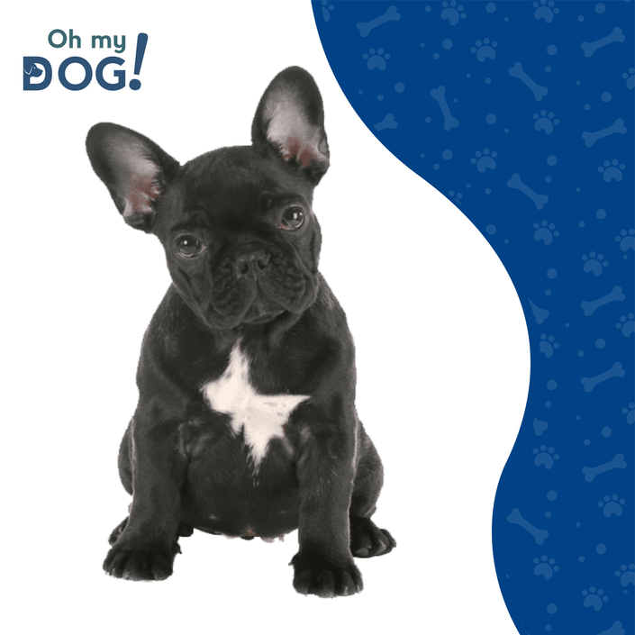 Razas Caninas- El Bulldog Frances