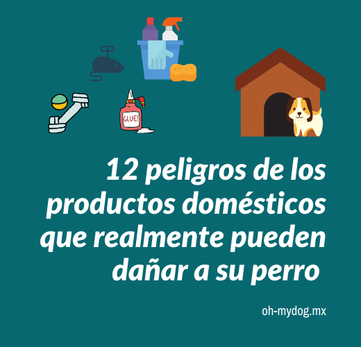 Daños de productos en el hogar para tu perro