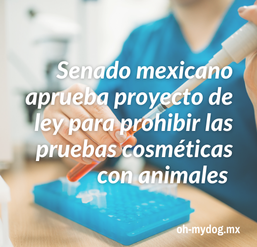 Senado mexicano aprueba proyecto de ley para prohibir las pruebas cosméticas con animales - Oh My Dog