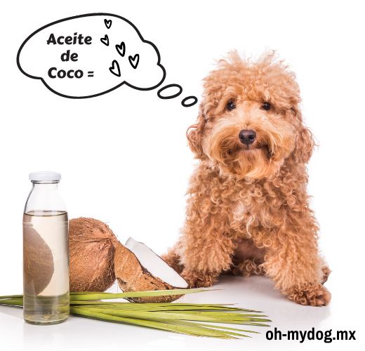 Por qué el aceite de coco es bueno para su perro