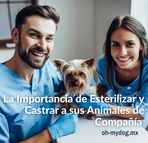La Importancia de Esterilizar y Castrar a sus Animales de Compañía - Oh My Dog