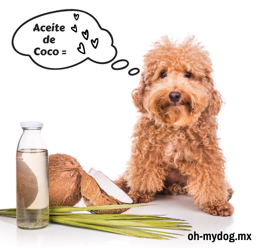 Por qué el aceite de coco es bueno para su perro - Oh My Dog