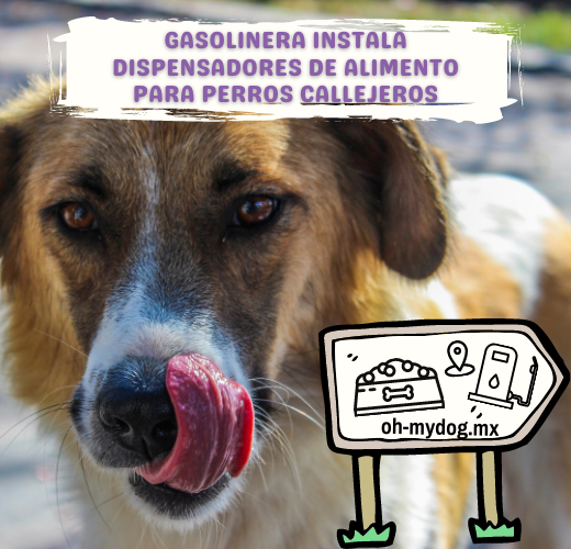 Gasolinera Instala Dispensadores De Alimento Que Saciarán El Hambre De Perros Callejeros - Oh My Dog