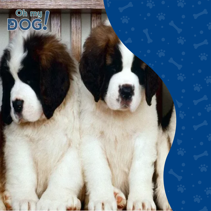 Razas Caninas- El San Bernardo