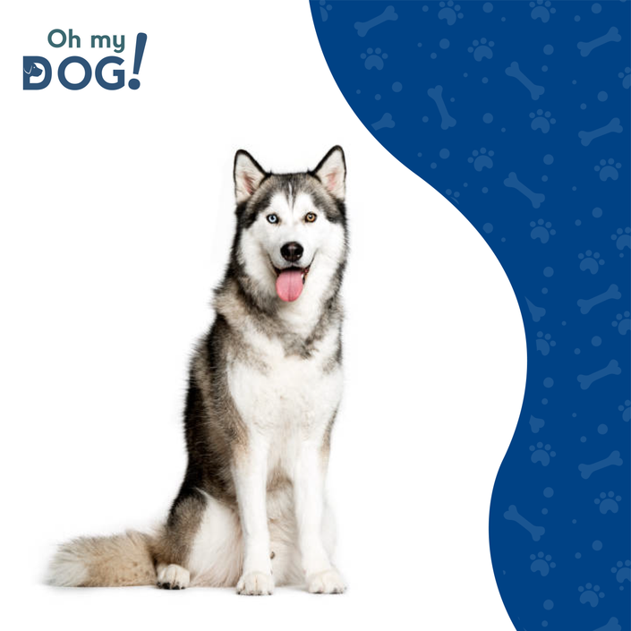 Razas Caninas- Husky Siberiano