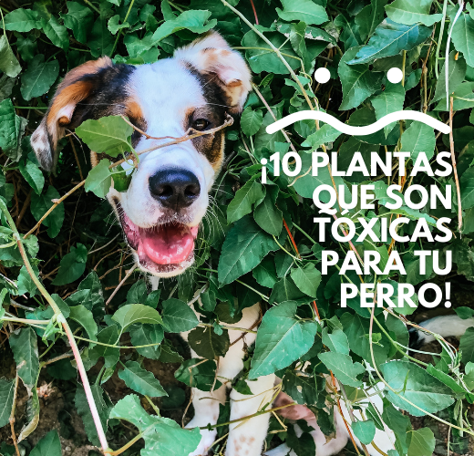 ¡10 plantas que son tóxicas para tu perro!
